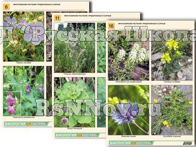 Комплект таблиц по ботанике раздат. "Многообразие растений. Придорожные и сорные" (16 шт., А4, лам)