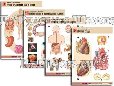 Комплект таблиц по биологии дем. "Человек и его здоровье 1" (20 табл., формат А1, лам.)