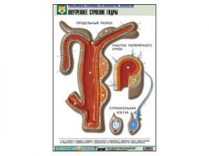 Рельефная таблица "Внутреннее строение гидры"  (формат А1, матовое ламинир.)
