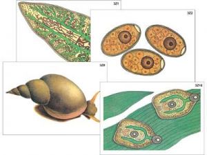 Модель-аппликация "Циклы развития печеночного сосальщика и бычьего цепня" (ламинированная)