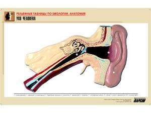 Рельефная таблица "Ухо человека" (формат А1, матовое ламинир.)