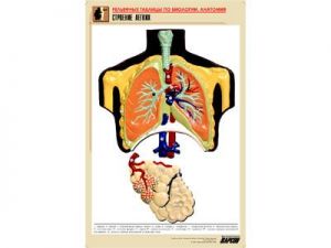 Рельефная таблица "Строение легких" (формат А1, матовое ламинир.)