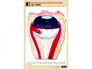Рельефная таблица "Глаз. Строение" (формат А1, матовое ламинир.)