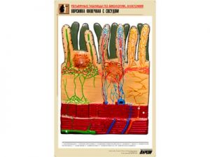 Рельефная таблица "Ворсинка кишечная с сосудом" (формат А1, матовое ламинир.)